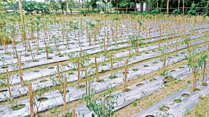 lalmonirhat_rail_vegetables03.jpg