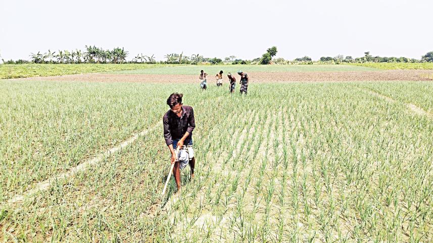onion-farmers-1.jpg