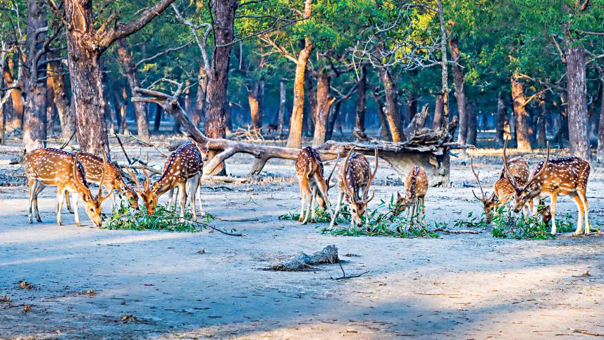 khulna-sundarbon-picture-7.jpg