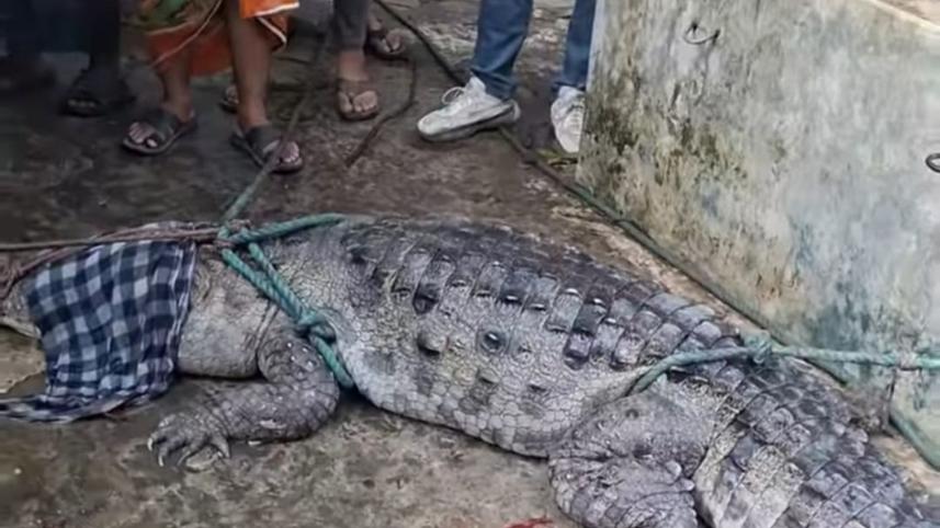 crocodile.jpg