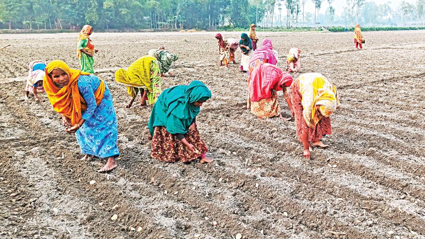 lalmonirhat_potato.jpg