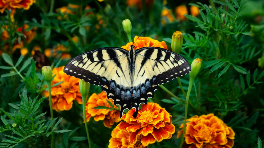 Transform your terrace with colourful winter blooms this season