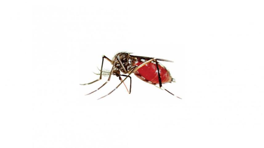 Dengue cases in Bangladesh 2022