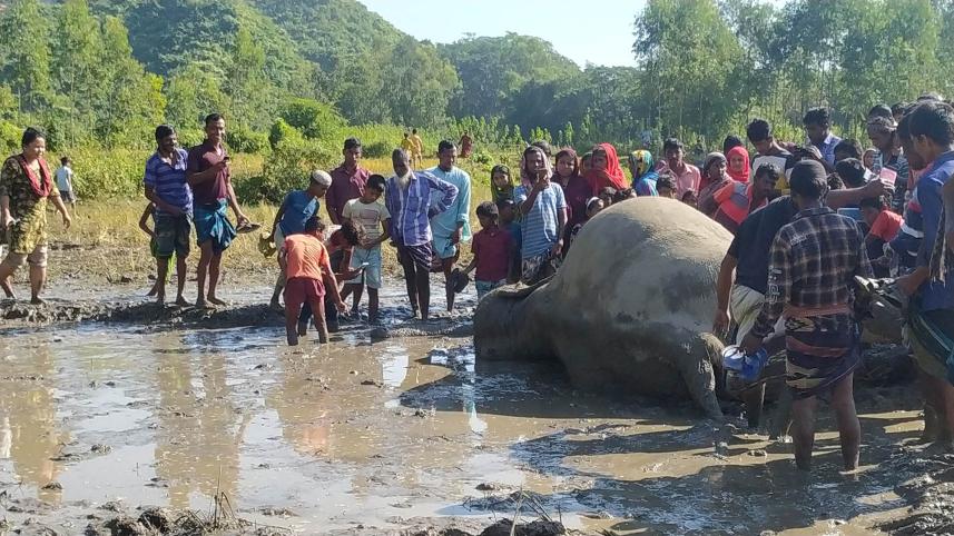 elephant dead.jpg