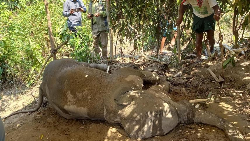 asian elephant.jpg