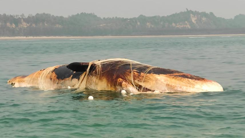 Whale.jpg