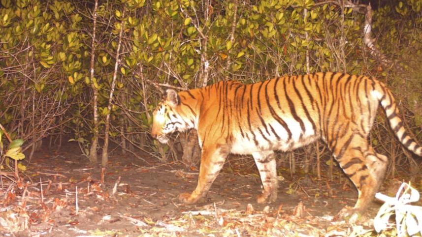 Tiger numbers.jpg