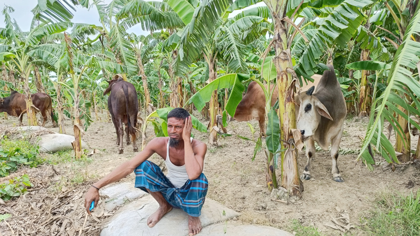 cattle_1_1.jpg