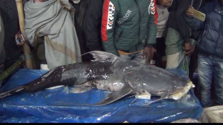 fish fair_88a0.jpg