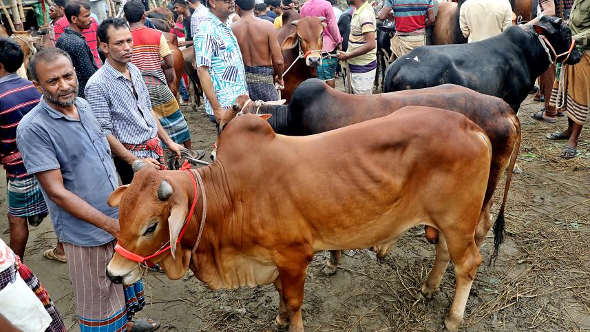 sacrificial animal prices before Eid-ul-Azha