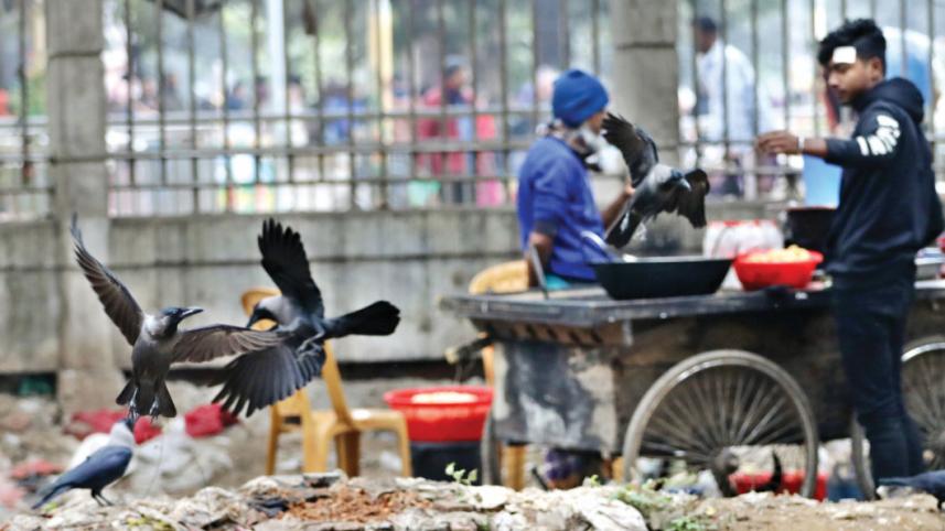 Wildlife in Dhaka
