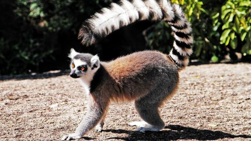 jail-lemurs.jpg