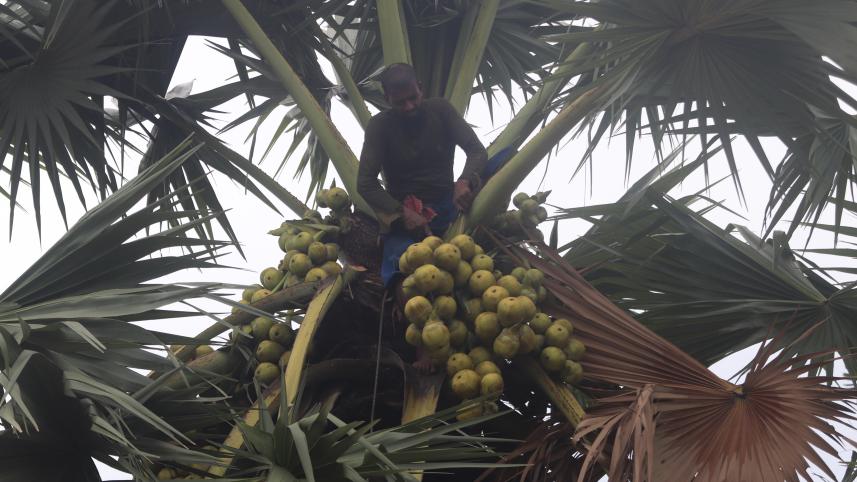 Tender palm.jpg