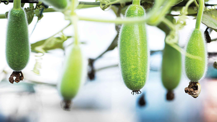 gourd.jpg