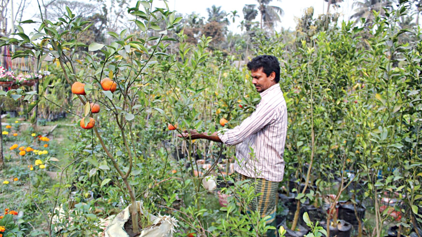 hybrid-nursery-2.jpg