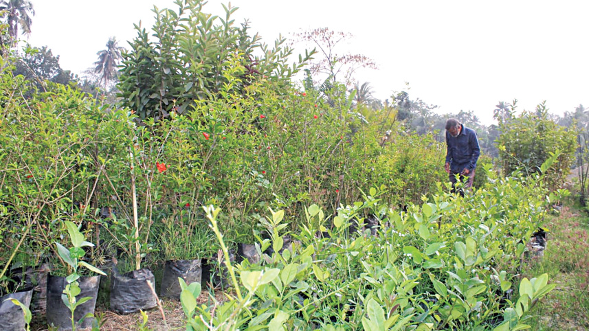 hybrid-nursery-3.jpg