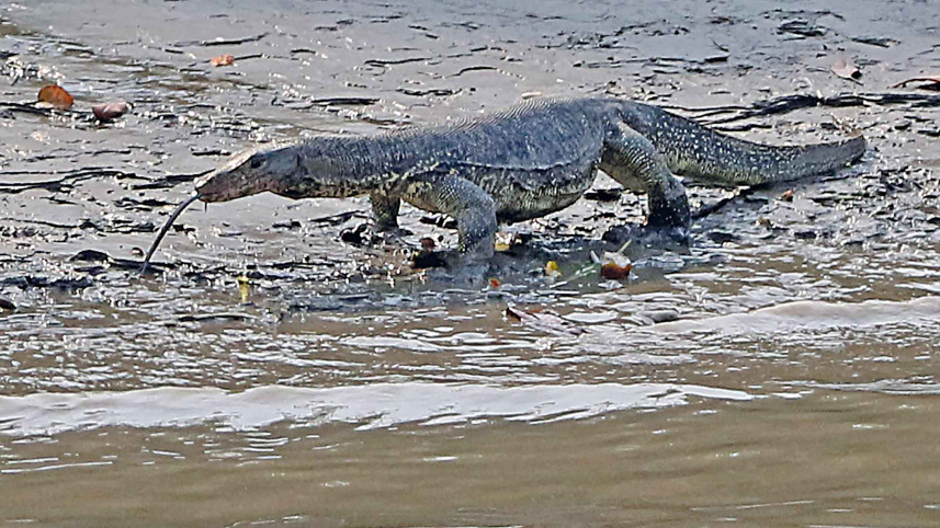 nature1.jpg