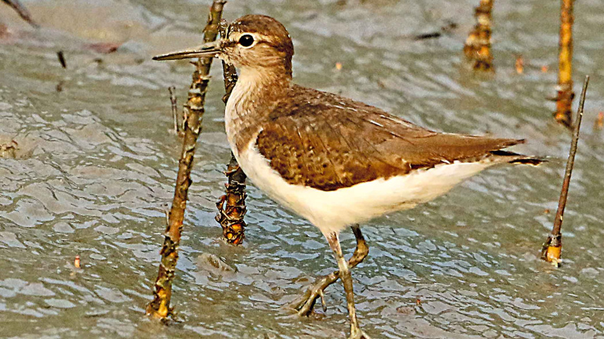 nature10.jpg