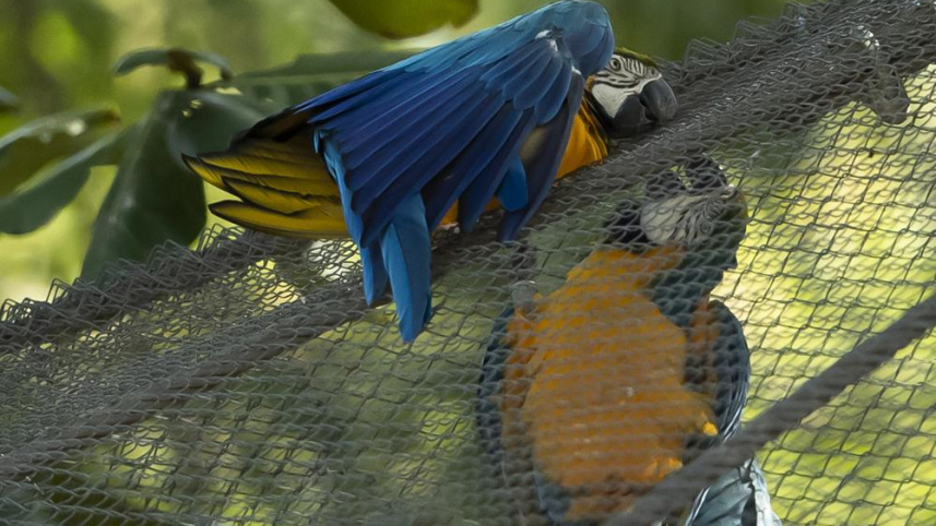 macaw1.jpeg