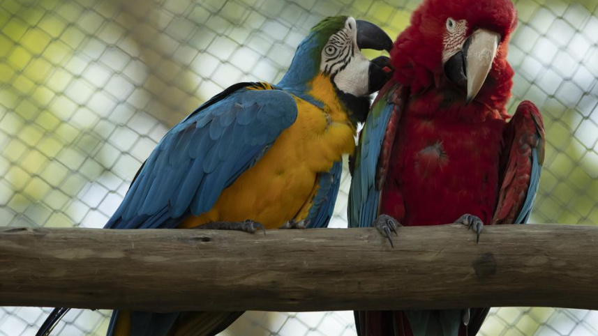 macaw2.jpeg