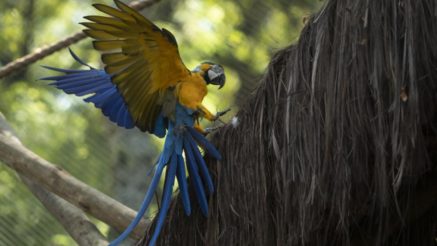 macaw_4.jpeg