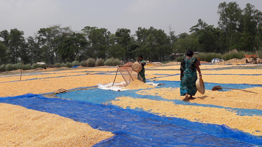 nilphamari-farm.jpg