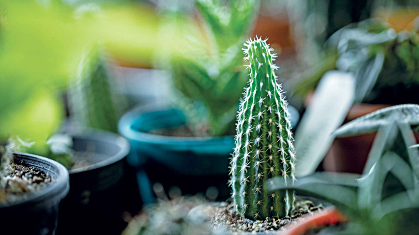 succulent2.jpg
