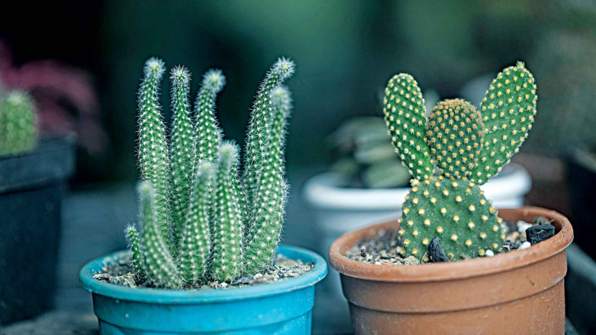 succulent3.jpg