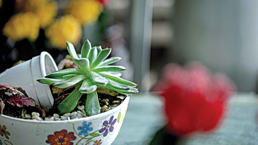 succulent6.jpg