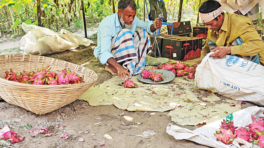 dragon-fruit-2.jpg