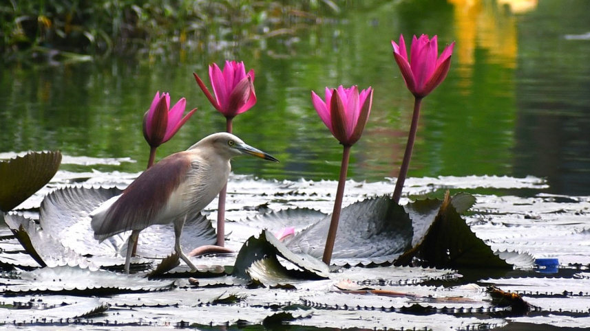 3._egret.jpg