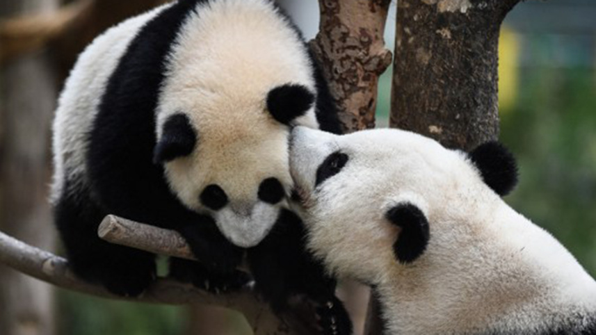 Giant-Panda.jpg