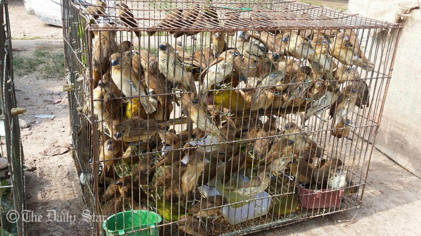 Wild birds