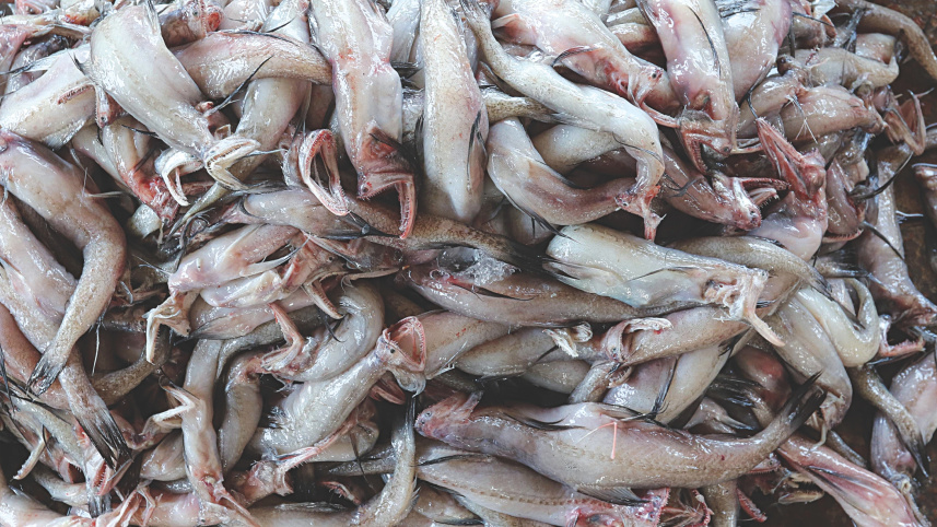 anglers_7.jpg