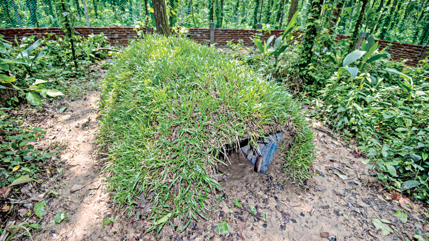 asian_giant_tortoise_shelter.jpg
