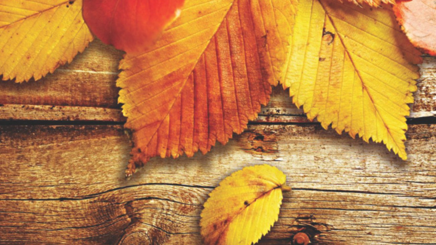 autumn
