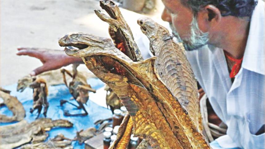 Babul3.jpg