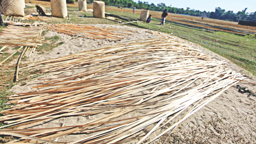 bamboo_beauties4.jpg