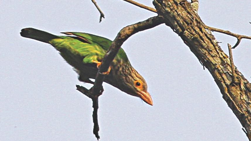 barbets.jpg