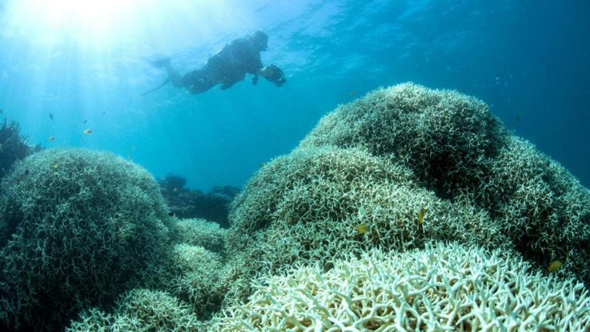 Barrier-Reef-2WB.jpg