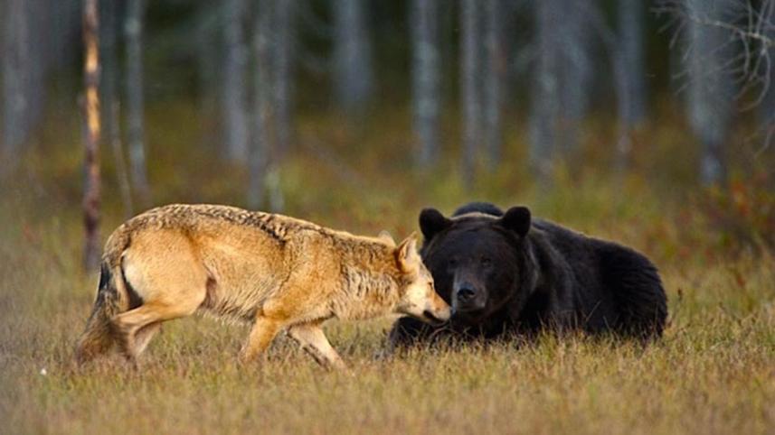bear-wolf-1-WEB.jpg