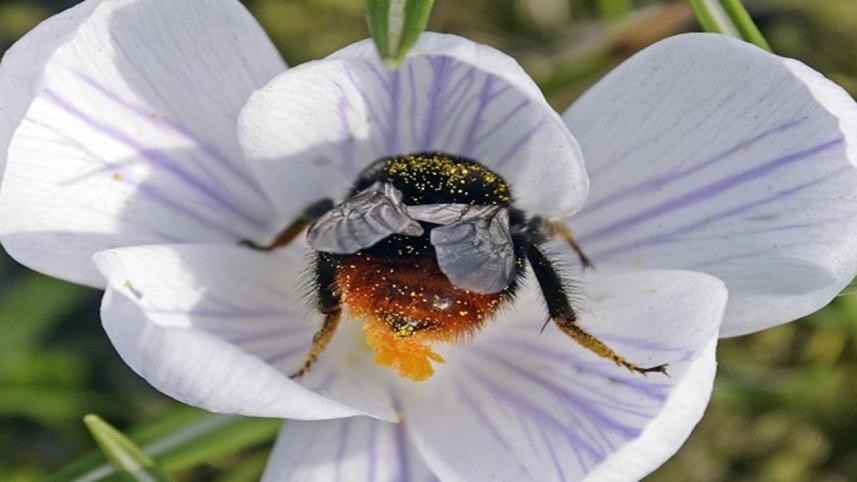 Bee-5.jpg