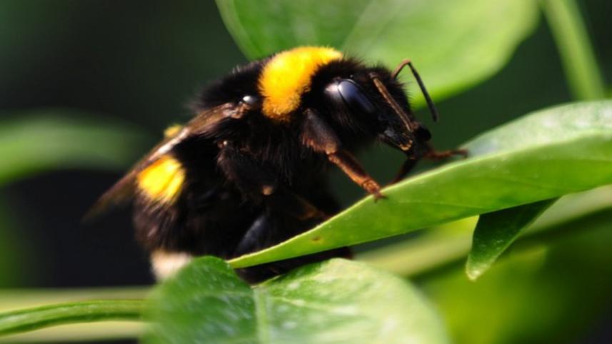 bee-6.jpg