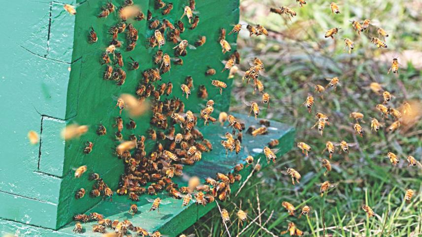 bees earns 7.jpg