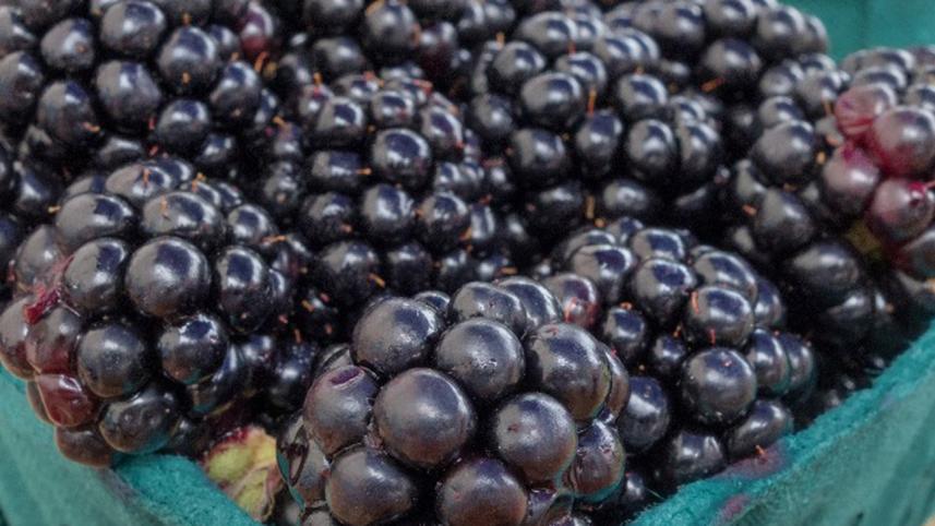 Berries-1WB.jpg