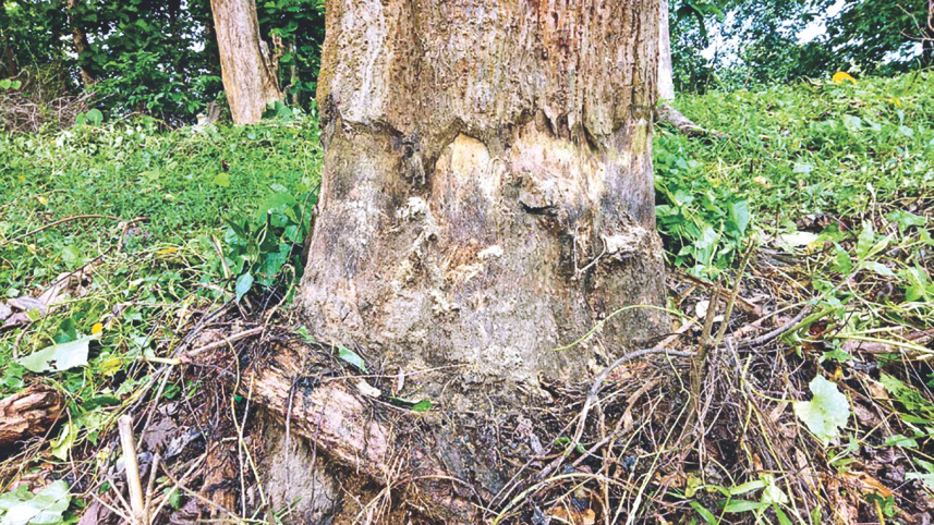 biodiversity_3_1.jpg