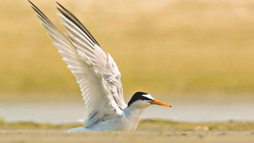 bird2_0.jpg