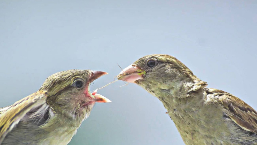 bird4_0.jpg