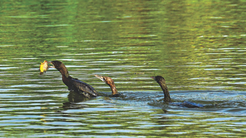 bird9.jpg