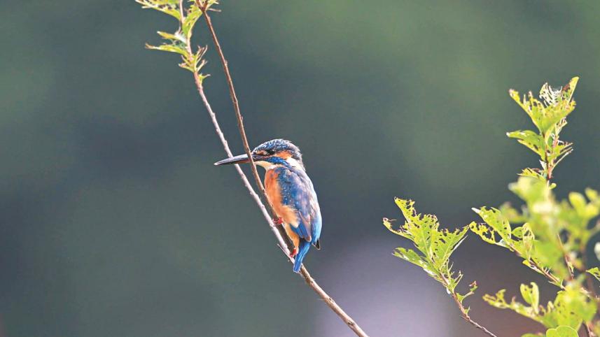 bird_1_0.jpg